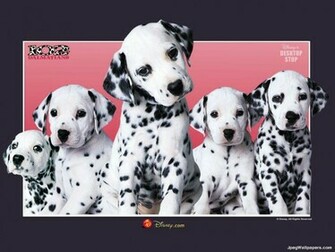 Dalmatians Wallpaper