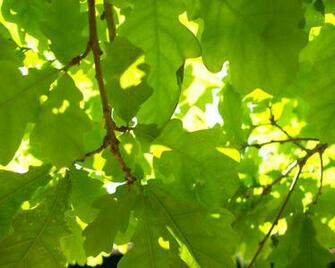 Green Oak Leaf Wallpaper Stock Photos