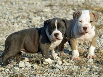 American Pit Bull Terrier Puppies Image 2b01 Jpg