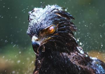 Wallpaper Id Eagle Black Hawk Birds Rain