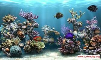 Background Widescreen Wallpaper Pictures