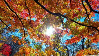 Fall Wallpaper On