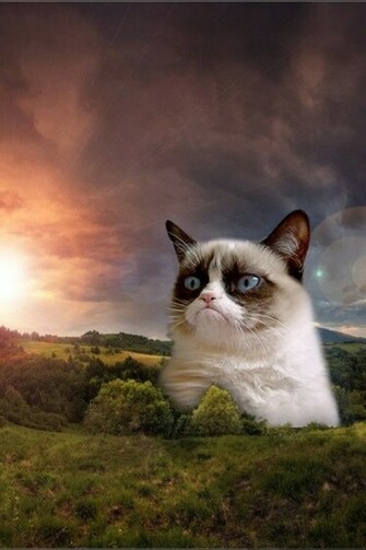 My Grumpy Cat Wallpaper Iwallpaper Pictures Picc It