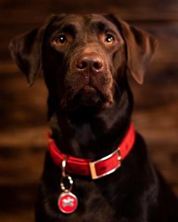 30k Chocolate Labrador Pictures Image