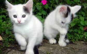 All Wallpaper Beautiful Cats HD