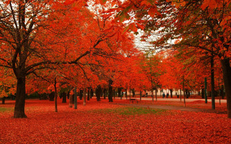 Red Autumn Leaves Wallpaper