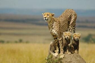 Cheetah Wallpaper HD
