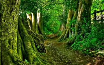 Green Forest Path Wallpaper Dreamlovewallpaper