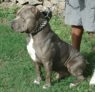 American Pitbull Dogs Wallpaper Pics All About HD