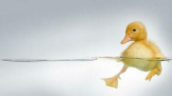 Adorable HD Duckling Wallpaper HDwallsource