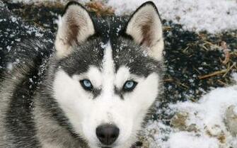 Pin Baby Husky Wallpaper