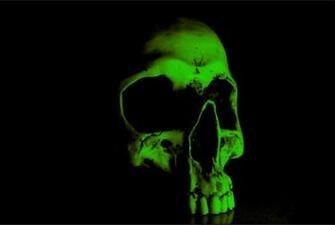 Totenkopf Wallpaper French Bulldog Puppies