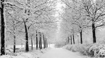 Winter Forest Park Scene HD Wallpaper Stylish