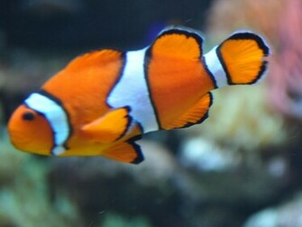 Clown Fish