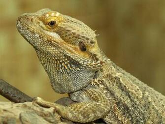 Bearded Dragon Wallpaper
