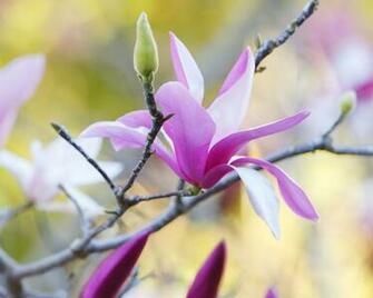 HD Purple Magnolia Flower Wallpaper Byte