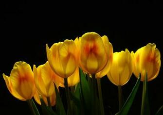 Tulips Flower Desktop Background