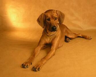 Best Rhodesian Ridgeback Wallpaper