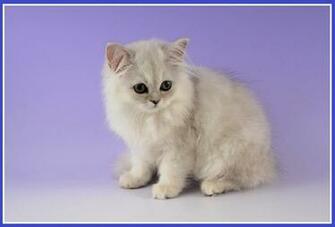 Cute Fluffy Kitten Wallpaper