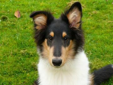 Image Black And White Puppy Cute Pet Fur Young