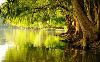 Trees Near The Water Wallpaper And Image Pictures