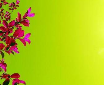 Image Flowers
