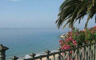 Palm Oil Trees Around The Balcony Multiplying Beauty Of
