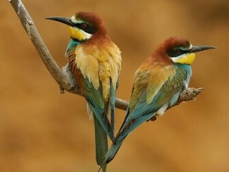 Birds Wallpaper Desktop Birdsdesktop Background