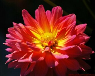 Spring Flower Wallpaper Screensavers And Background
