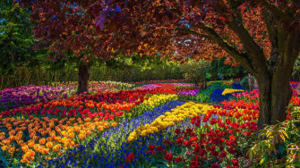 Nature Park Flowers Spring Beautiful Wallpaper