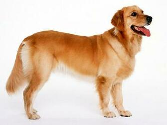 Red Golden Retriever Wallpaper HD Background