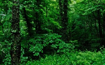 Thick Dense Forest HD Desktop Wallpaper