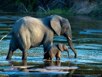 Mama Elephant Baby Wallpaper HD