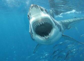 White Shark Mouth Wallpaper