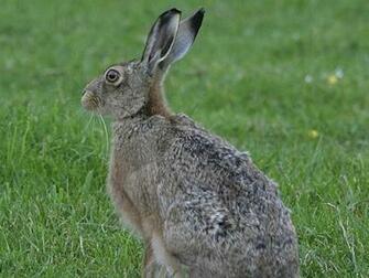 Hare Wallpaper Jpg