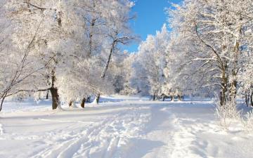 Winter Wallpaper