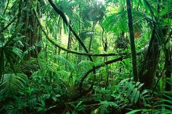Background Jungle Kindle Pics