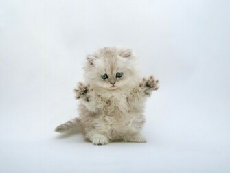 Defensive Kitten Desktop Pc And Mac Wallpaper