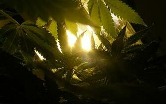 Wallpaper Cannabis Pictures Gallery