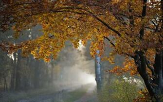 Beautiful Rainy Autumn Wallpaper Wide High