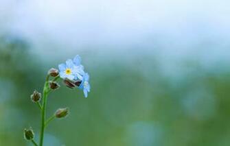 Wallpaper And Screensavers Flowers Android