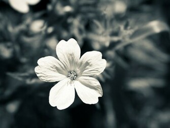 Dark Star Wallpaper Stock Photos