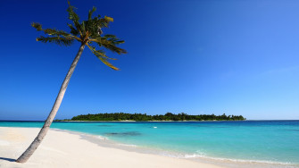 Tree On Maldivian Beach HD Wallpaper Sunny