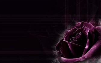 Purple Rose Wallpaper HD Early
