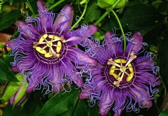 Passion Flower Wallpaper HD