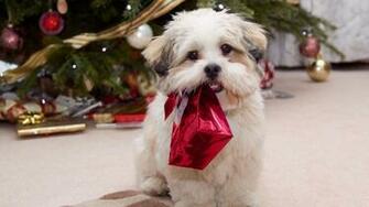 Cute Puppy With Present Desktop Pc And Mac Wallpaper