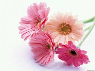 Flowers For Flower Lovers Beautiful Wallpaper