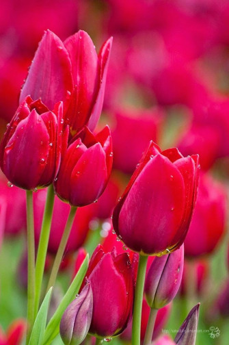 Top Most Beautiful Flowers In The World Dreamy Nature