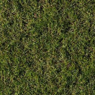 Grass Texture