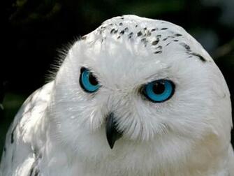 Owls Wallpaper